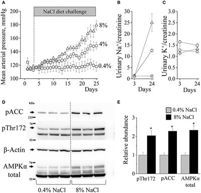 Lack of Effects of Metformin and AICAR Chronic Infusion on the Development of Hypertension in Dahl Salt-Sensitive Rats